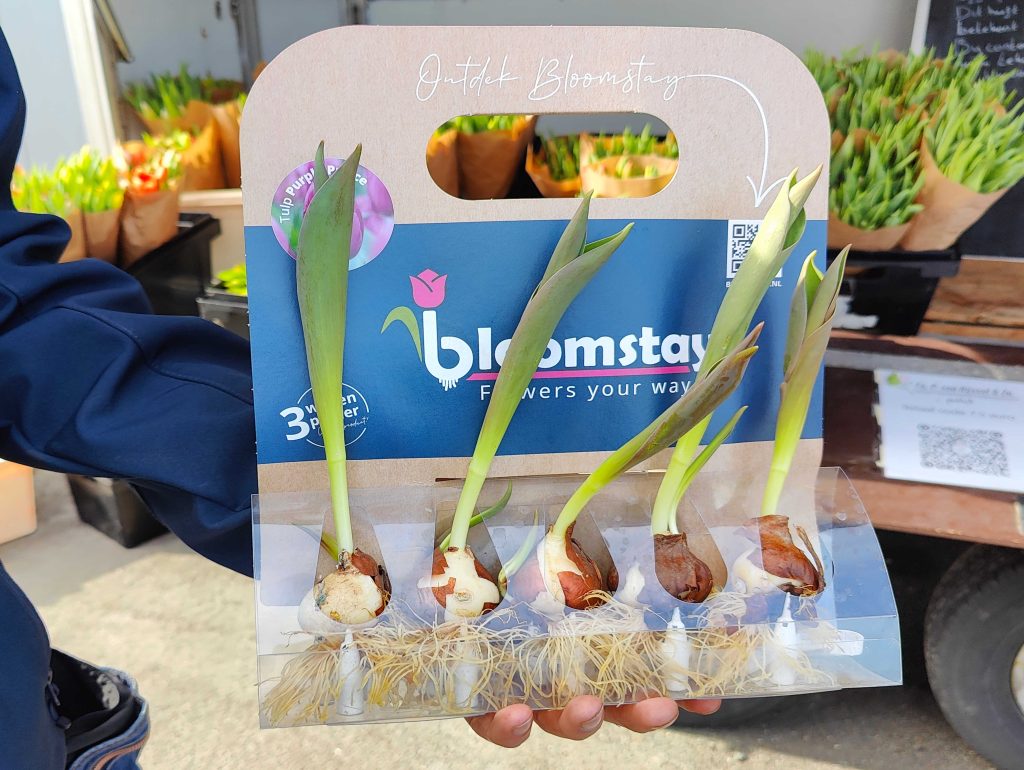 The Bloomstay product in a bespoke packaging box with 5 tulip bulbs.