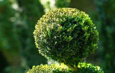 Ken gets clipping with Stihl shears