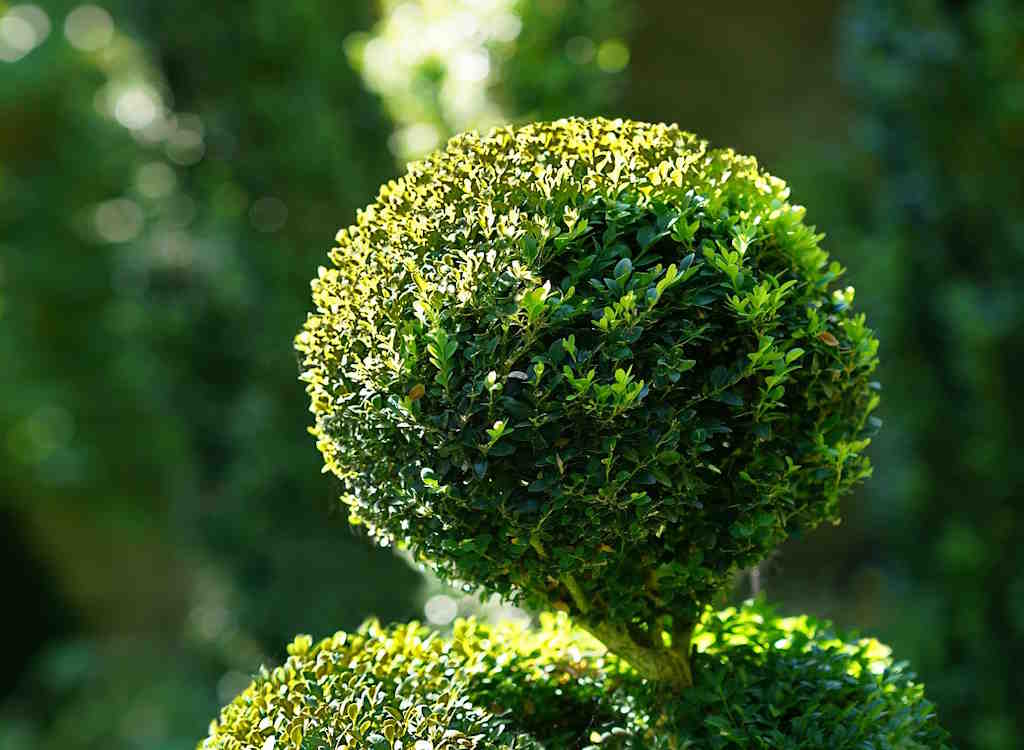 A box hedge ball recently clipped.