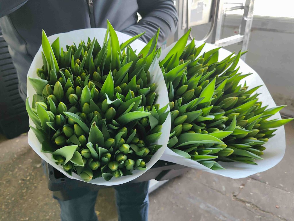 Two bunches of cut tulips.