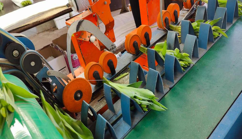 Cut flower tulips and forcing for more stems