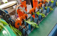 Cut flower tulips and forcing for more stems