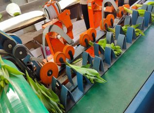 Cut flower tulips and forcing for more stems