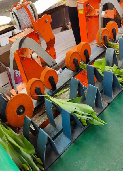 Cut flower tulips and forcing for more stems