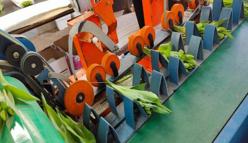Cut flower tulips and forcing for more stems