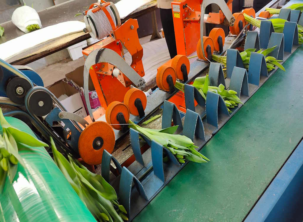 Cut flower tulips and forcing for more stems