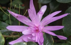 Autumn flowering crocus bulbs – colchicums