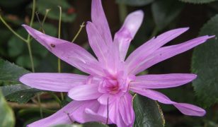 Autumn flowering crocus bulbs – colchicums