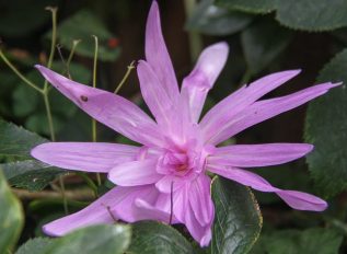 Autumn flowering crocus bulbs – colchicums