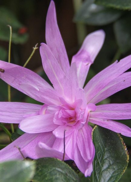 Autumn flowering crocus bulbs – colchicums