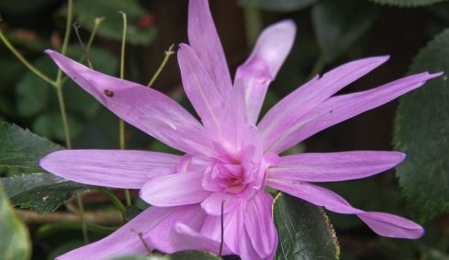 Autumn flowering crocus bulbs – colchicums