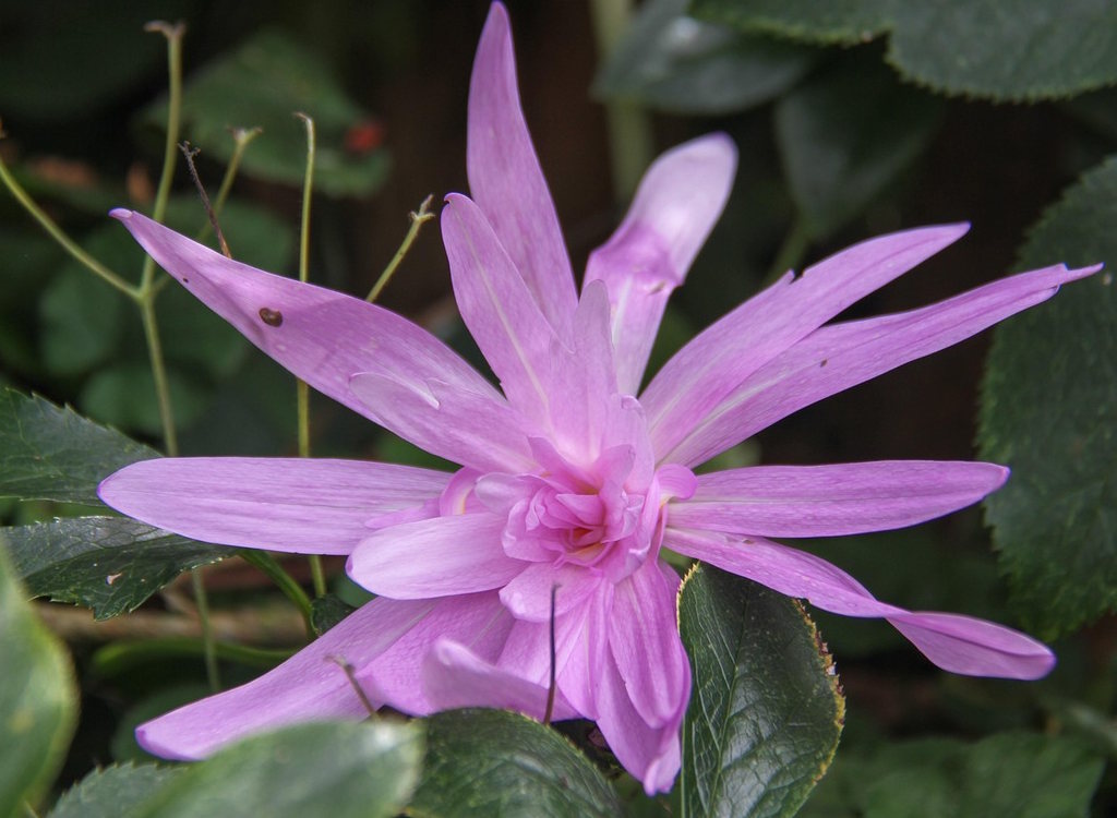 Colchicum an autumn flowering crocus.