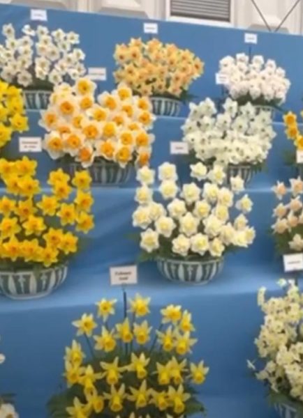 Cold storage helps to delay the flowering period of bulbs