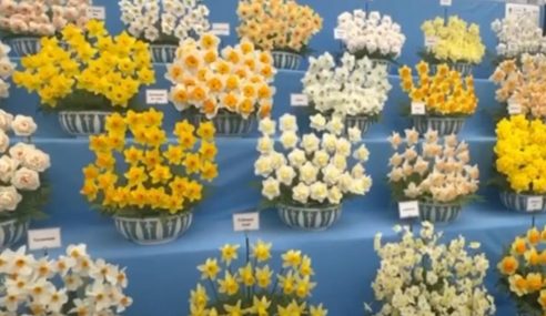 Cold storage helps to delay the flowering period of bulbs