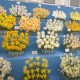 Cold storage helps to delay the flowering period of bulbs