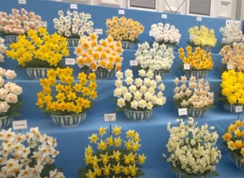 Daffodils from taylors Bulbs on display at Chelsea Flower Show 2025.