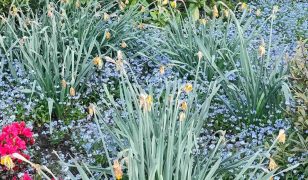 Remember: Time to dead-head daffodils