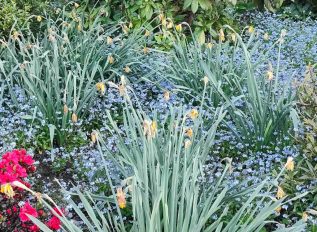 Remember: Time to dead-head daffodils