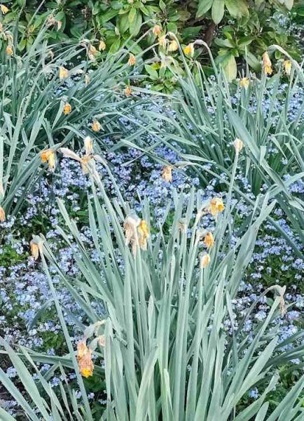 Remember: Time to dead-head daffodils