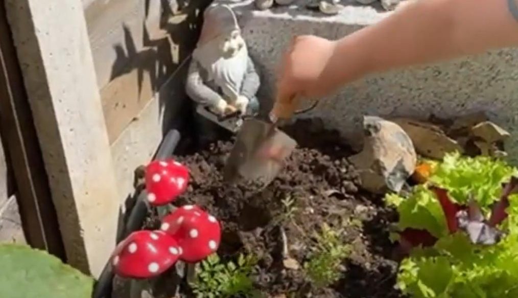 Planting out cucumber plants and other vegetables