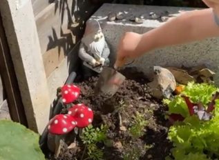 Planting out cucumber plants and other vegetables