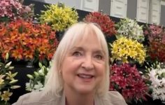 Pollen-free varieties of lilies on the increase