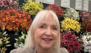 Pollen-free varieties of lilies on the increase