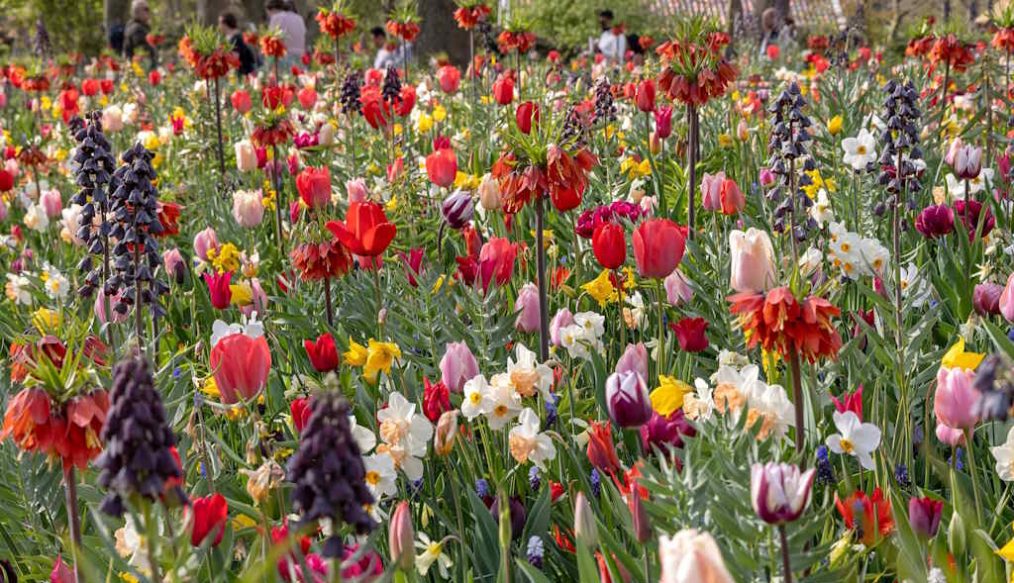 An old master comes into bloom