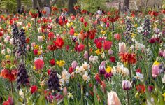 An old master comes into bloom