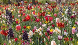 An old master comes into bloom