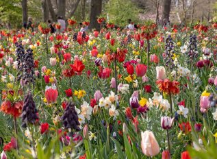 An old master comes into bloom