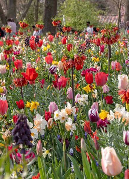An old master comes into bloom