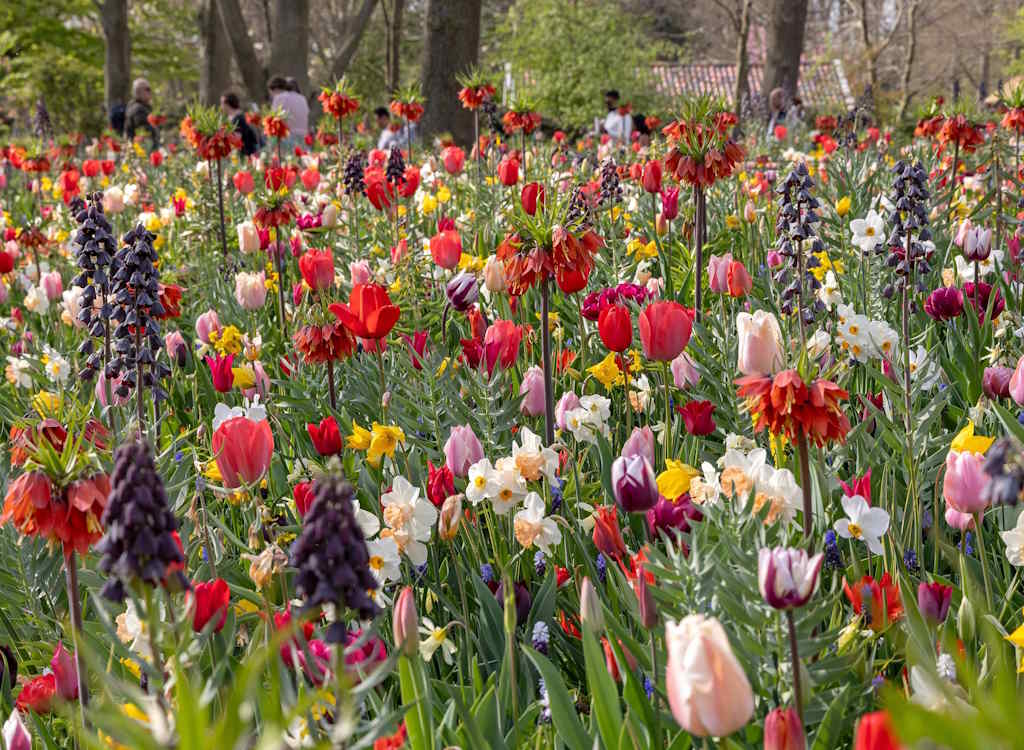 The JUB Holland border in full bloom as part of Keukenhof 2025.