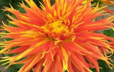 Big, bold, diverse, attractive – Dahlias