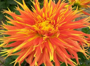 Big, bold, diverse, attractive – Dahlias