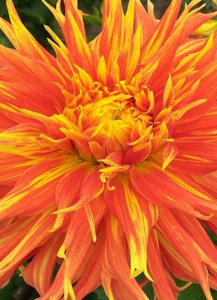 Big, bold, diverse, attractive – Dahlias