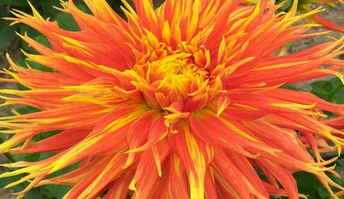 Big, bold, diverse, attractive – Dahlias
