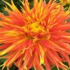Big, bold, diverse, attractive – Dahlias