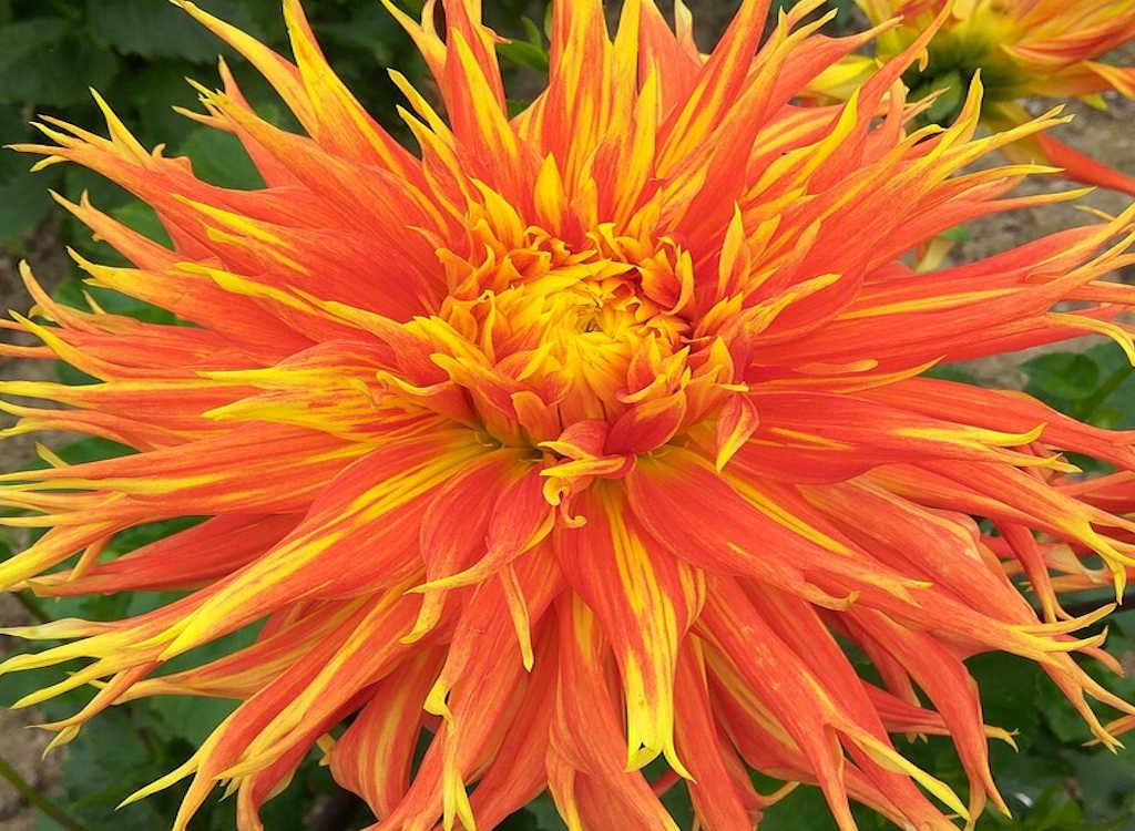 A large orange dahlia bloom.