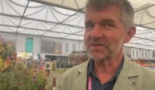 Kniphofia variety showcased at Chelsea