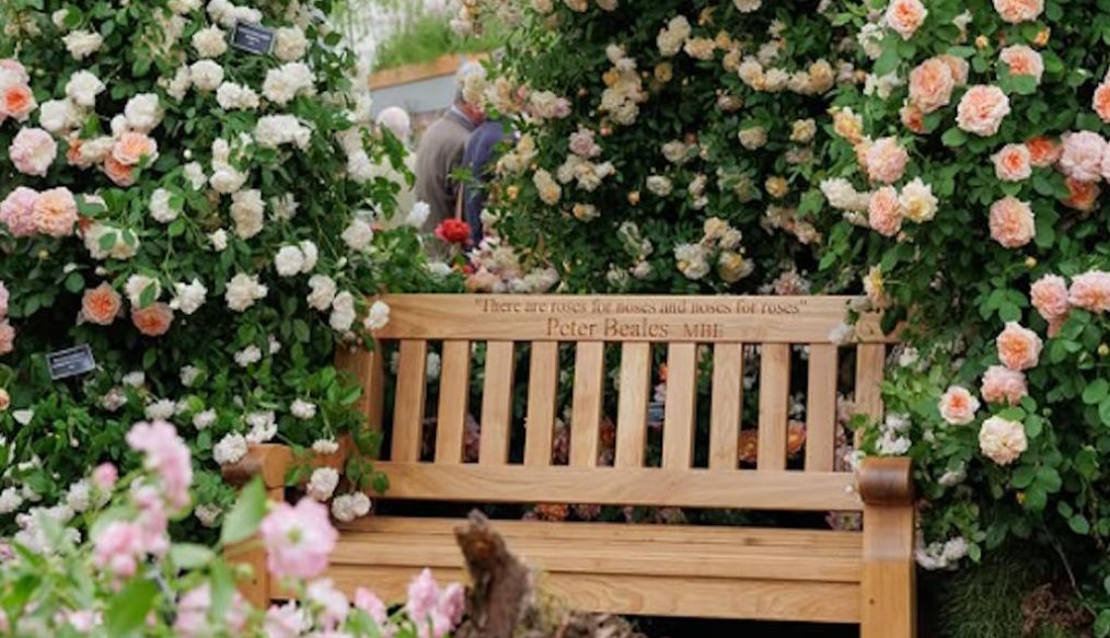 New rose launch and 30th gold medal success