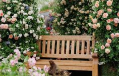 New rose launch and 30th gold medal success