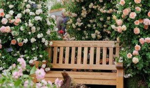 New rose launch and 30th gold medal success