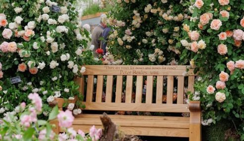 New rose launch and 30th gold medal success