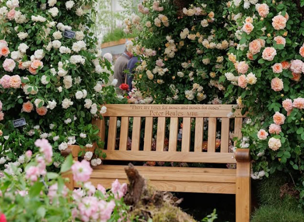 A bench on the Peter Beales Roses' stand at Chelsea Flower Show 2025. It is dedicated to Peter Beales.