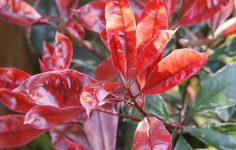 Photinia red robin has lovely flower and worth considering for a garden