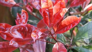 Photinia red robin has lovely flower and worth considering for a garden