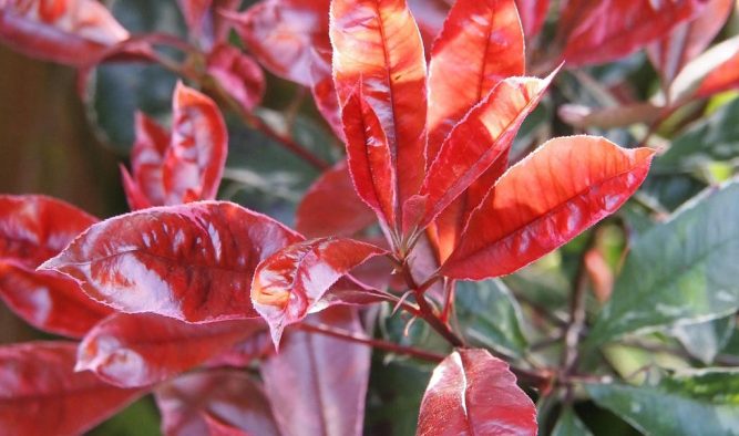 Photinia red robin has lovely flower and worth considering for a garden