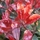 Photinia red robin has lovely flower and worth considering for a garden