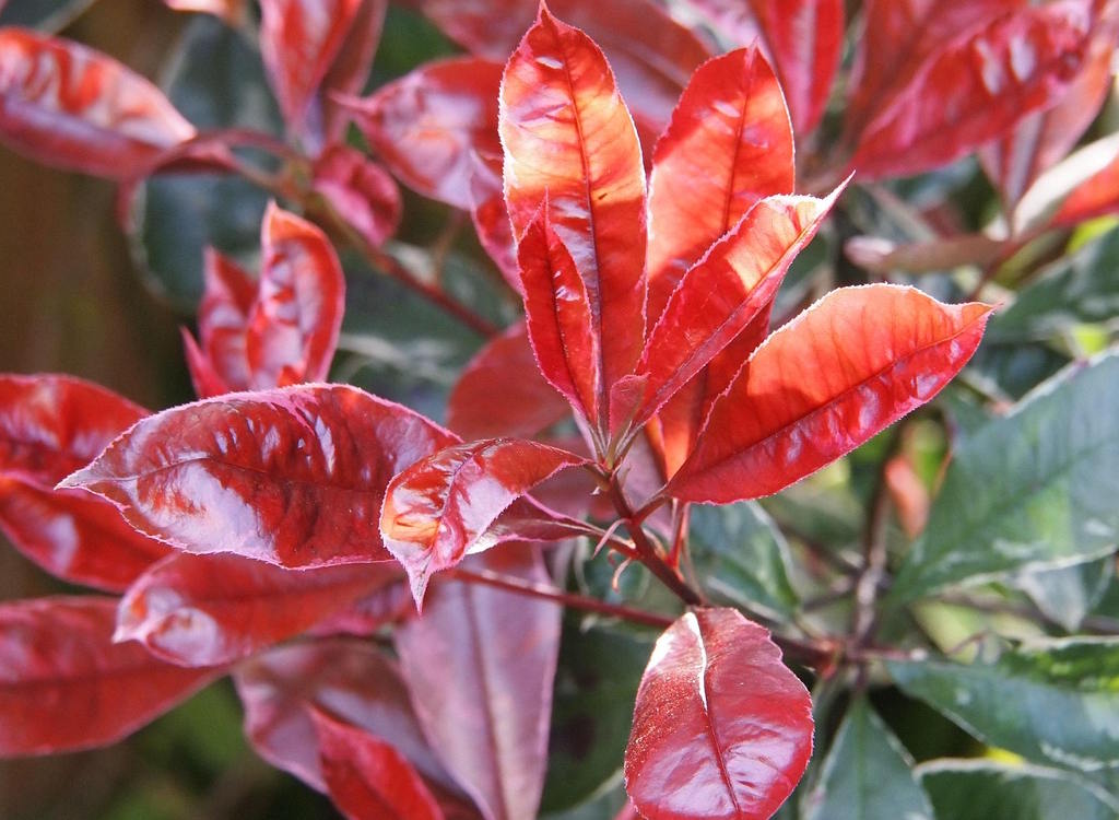 The red leaves of a photinia red robin hedge.